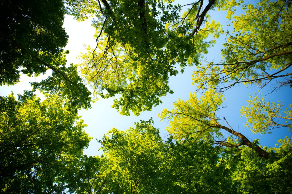 Ağaçlar tüm gün ne yapar? Photo by Valiphotos: https://www.pexels.com/photo/tall-trees-589802/